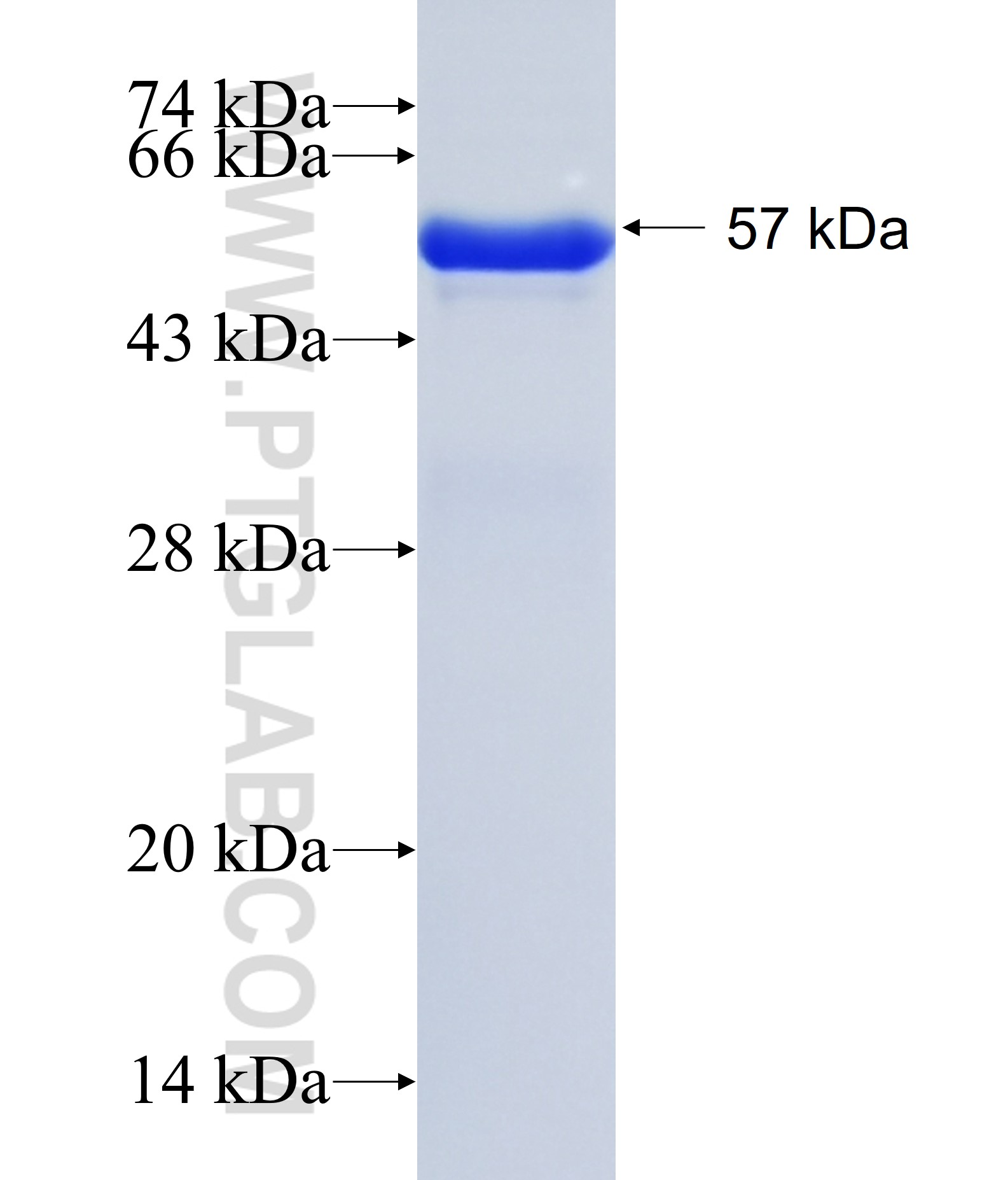 E-cadherin fusion protein Ag14973 SDS-PAGE