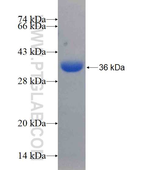 E-cadherin fusion protein Ag15085 SDS-PAGE