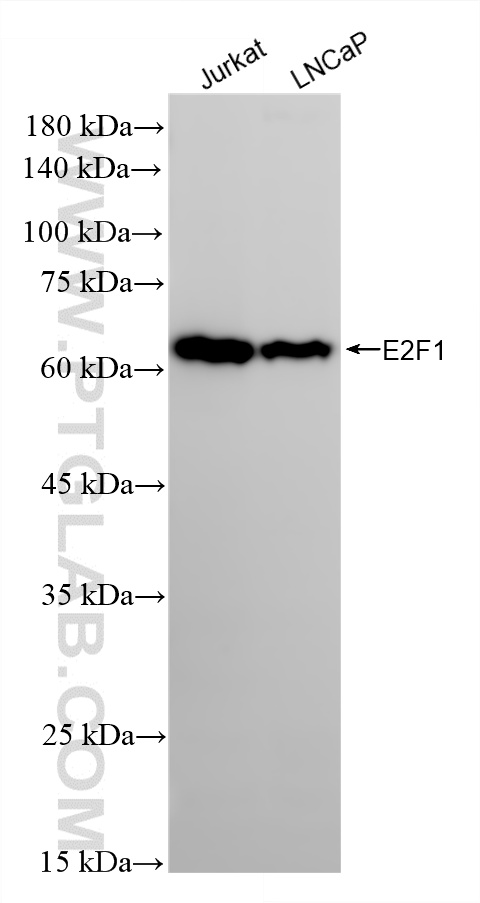 WB analysis using 87313-3-RR