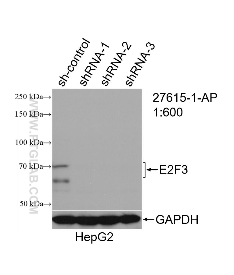 WB analysis of HepG2 using 27615-1-AP