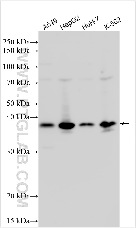WB analysis using 10691-1-AP