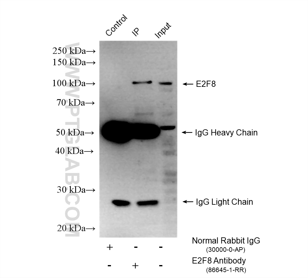 IP experiment of HeLa using 86645-1-RR