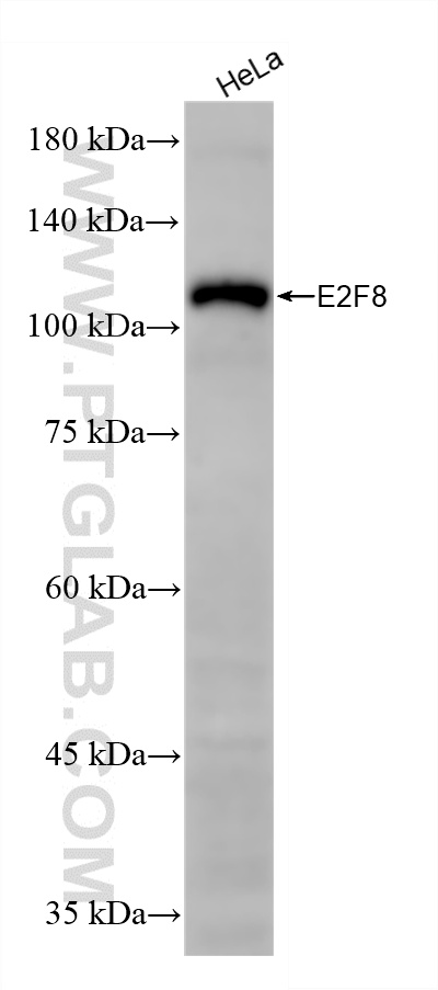 WB analysis of HeLa using 86645-1-RR
