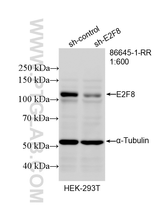 WB analysis of HEK-293T using 86645-1-RR