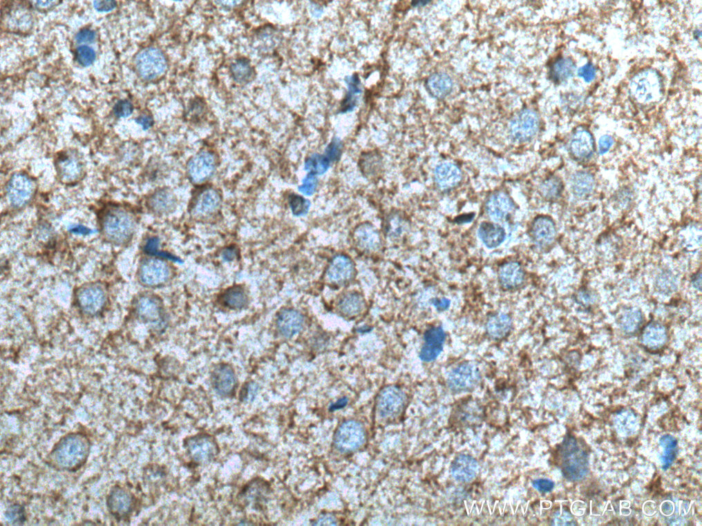 IHC staining of rat brain using 67083-1-Ig (same clone as 67083-1-PBS)
