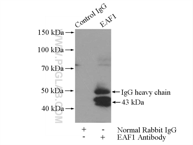 IP experiment of HeLa using 13787-1-AP