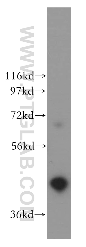 WB analysis of K-562 using 13787-1-AP