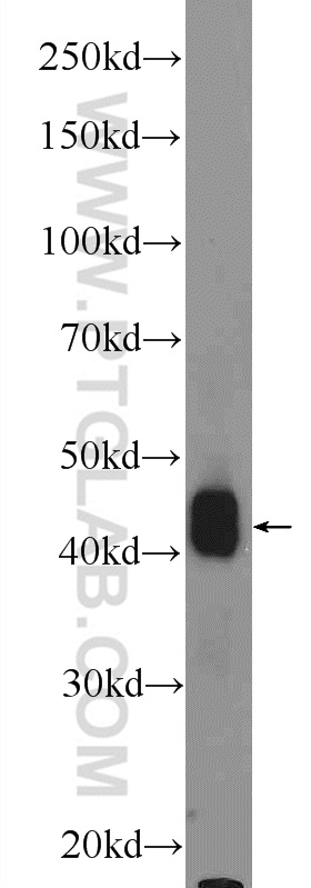 WB analysis of HEK-293 using 16931-1-AP