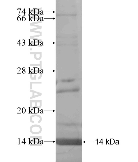 EBLN2 fusion protein Ag19950 SDS-PAGE