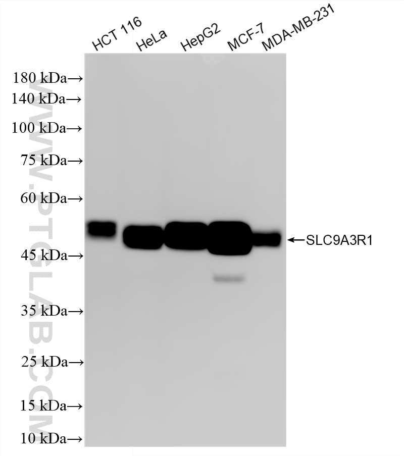 WB analysis using 87174-1-RR (same clone as 87174-1-PBS)