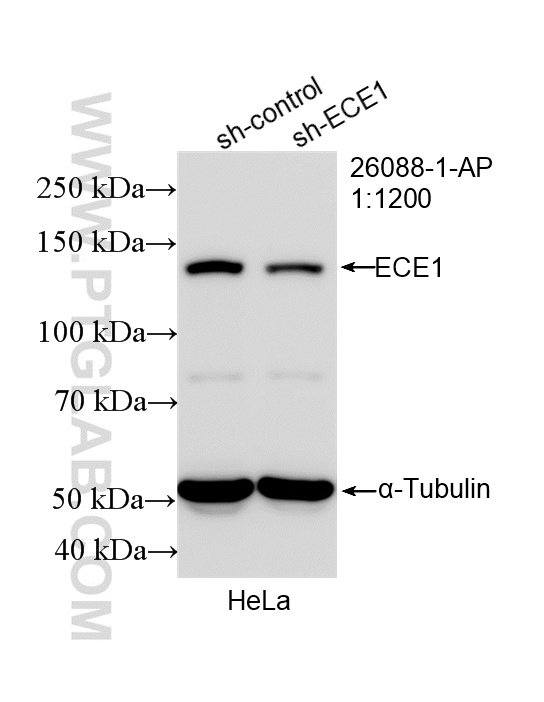 WB analysis of HeLa using 26088-1-AP