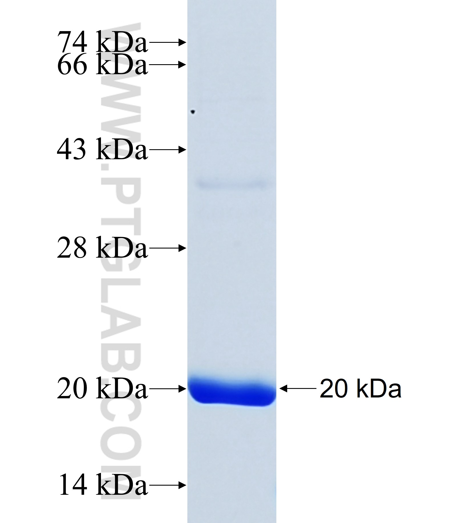 ECE2 fusion protein Ag37086 SDS-PAGE