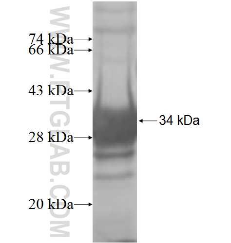 ECE2 fusion protein Ag7963 SDS-PAGE