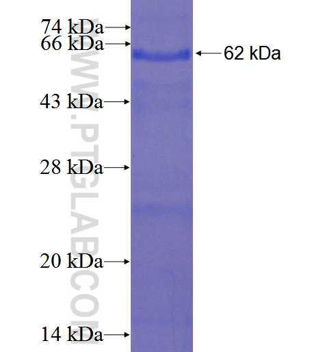 ECH1 fusion protein Ag1931 SDS-PAGE