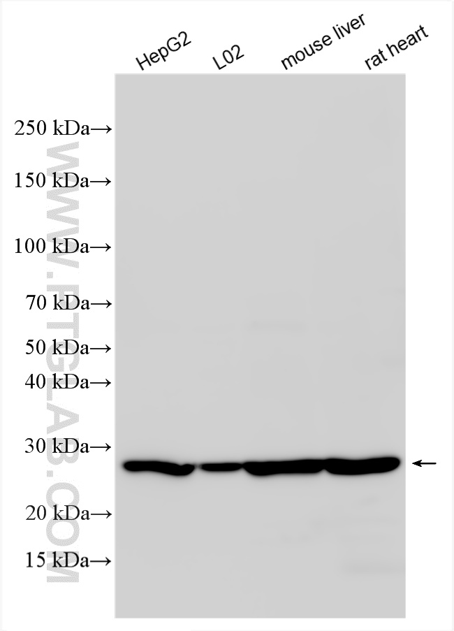 WB analysis using 11305-1-AP