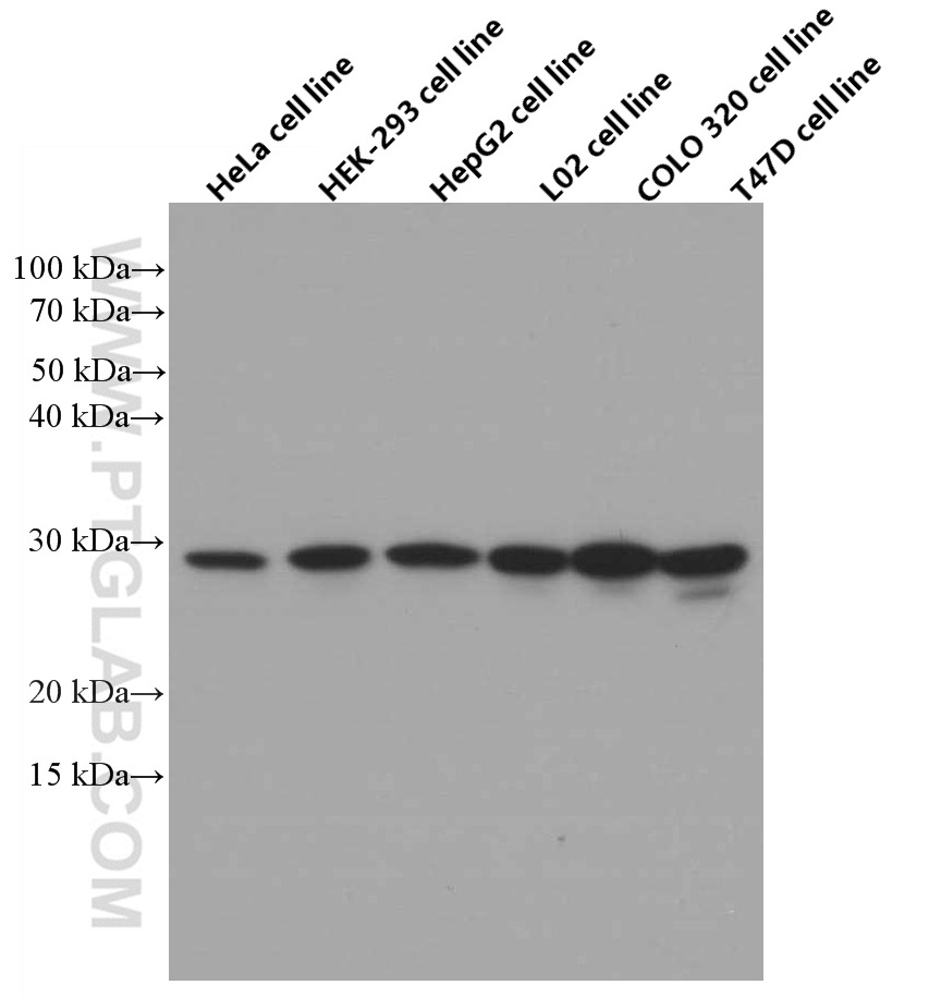 WB analysis using 66117-1-Ig