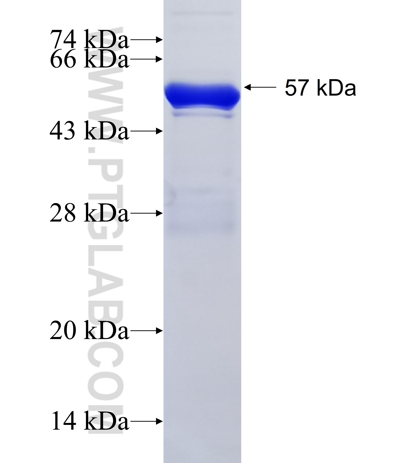 ECHS1 fusion protein Ag1842 SDS-PAGE