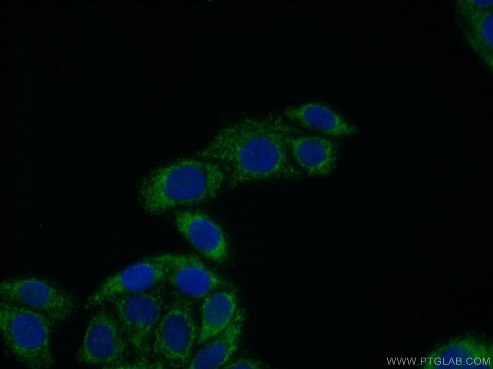 IF Staining of HepG2 using 11521-1-AP