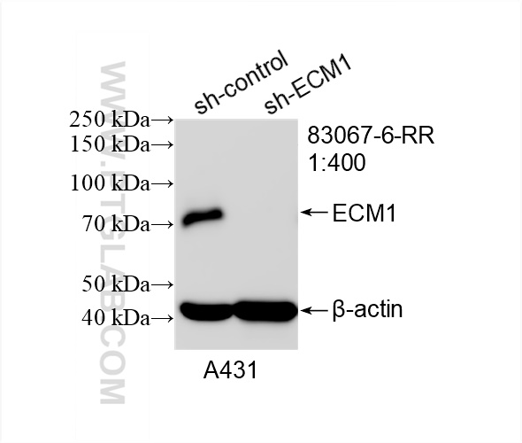 WB analysis of A431 using 83067-6-RR