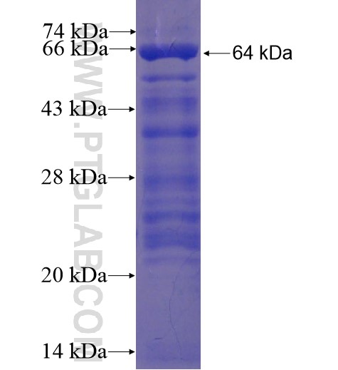 ECSA fusion protein Ag10795 SDS-PAGE