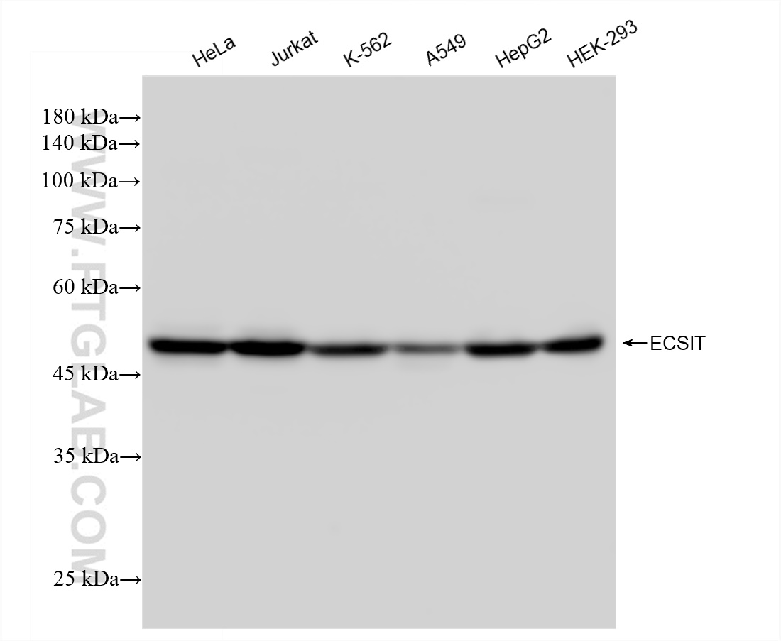 WB analysis using 83295-1-RR (same clone as 83295-1-PBS)