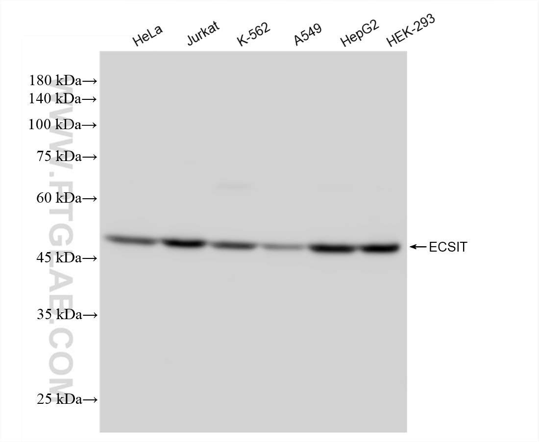 WB analysis using 83295-5-RR