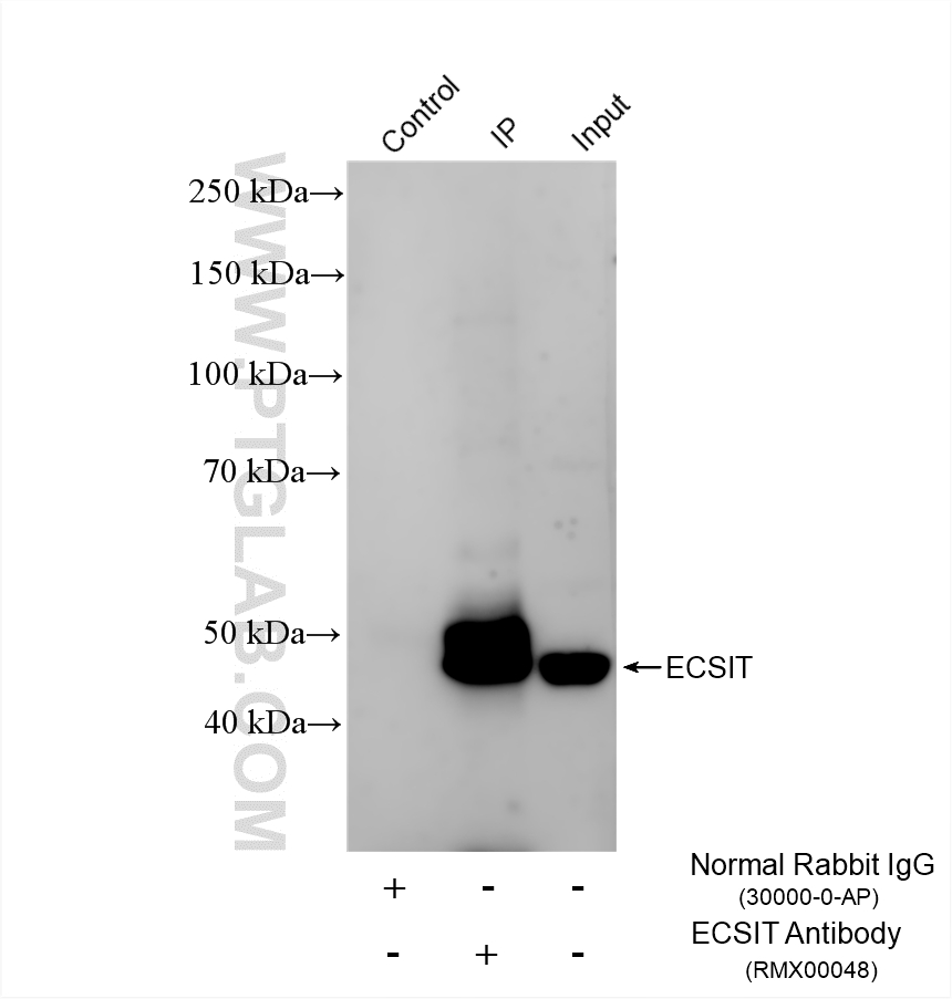 IP result of anti-ECSIT (IP:RMX00048, 4ug; Detection:RMX00048 1:10000) with HEK-293 cells lysate 1640 ug. IP experiment of HEK-293 using RMX00048