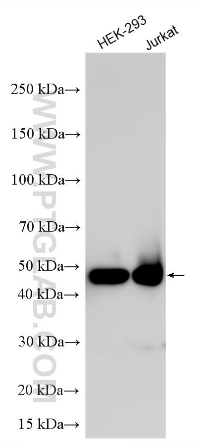 Various lysates were subjected to SDS PAGE followed by western blot with RMX00048 (ECSIT antibody) at dilution of 1:8000 incubated at room temperature for 1.5 hours. WB analysis using RMX00048