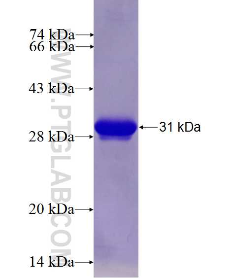 ECSIT fusion protein Ag26898 SDS-PAGE