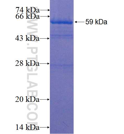 ECSIT fusion protein Ag0850 SDS-PAGE