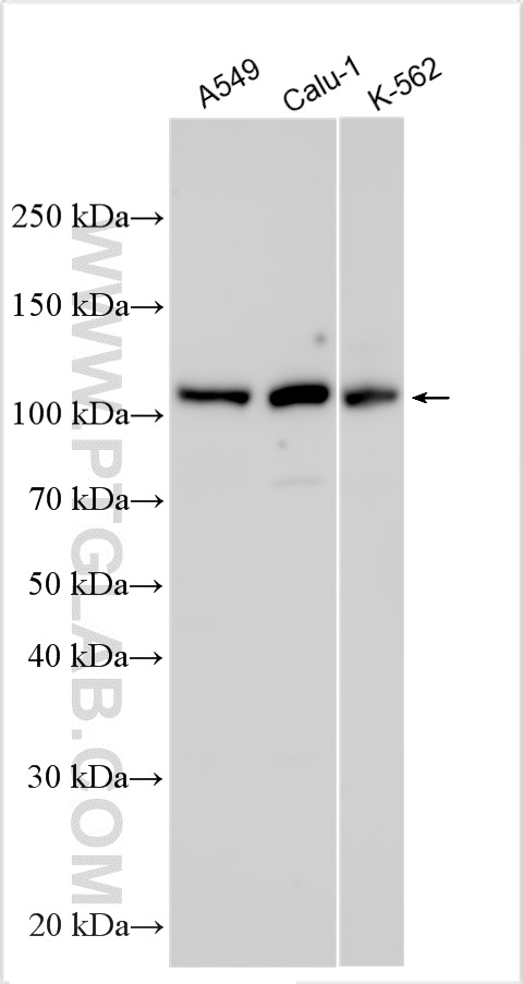 WB analysis using 26557-1-AP