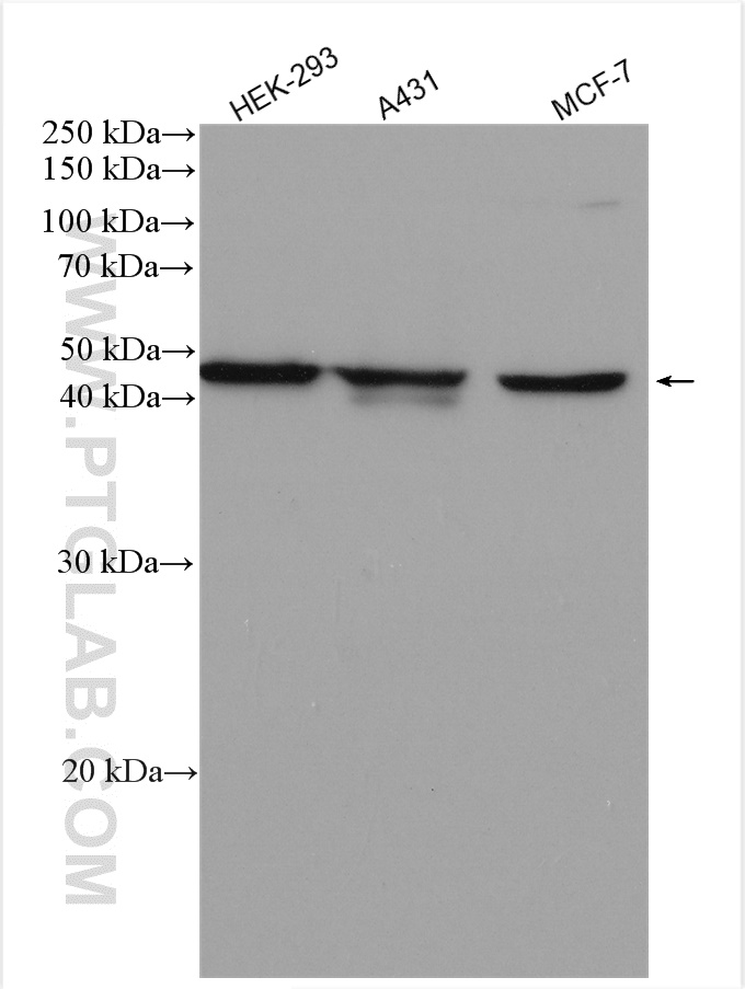 WB analysis using 18032-1-AP