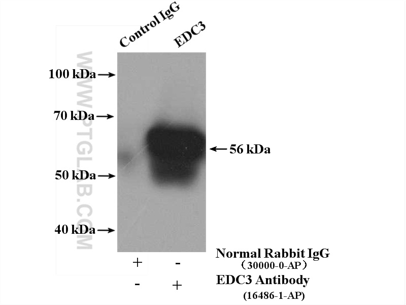 IP experiment of HeLa using 16486-1-AP