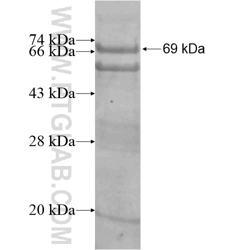 EDC4 fusion protein Ag11784 SDS-PAGE
