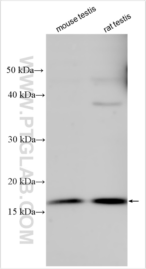 WB analysis using 32425-1-AP