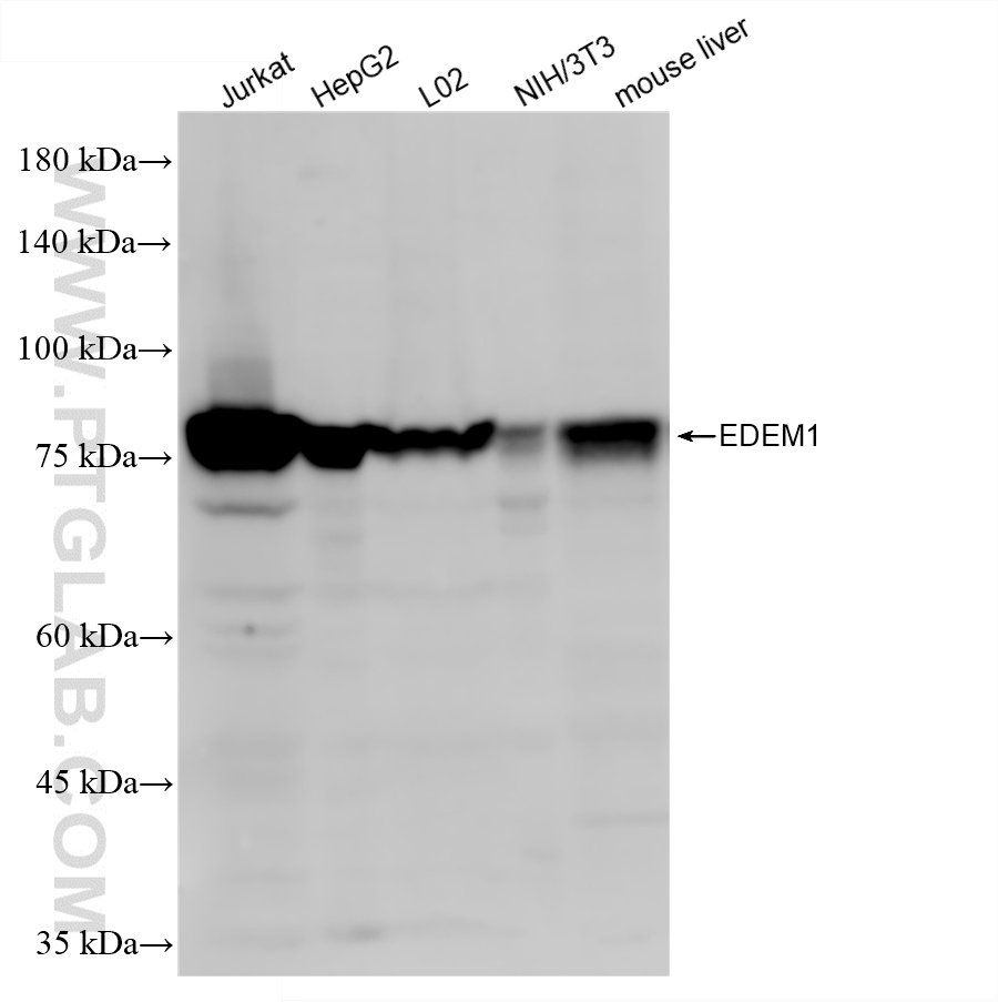 WB analysis using 87789-1-RR (same clone as 87789-1-PBS)
