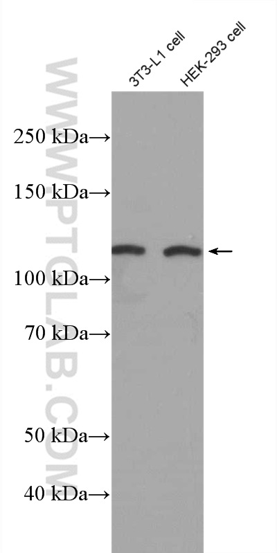 WB analysis of 3T3-L1 using 27310-1-AP