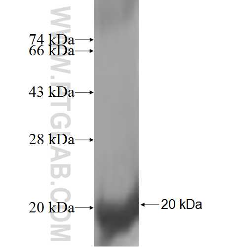 EDEM3 fusion protein Ag9131 SDS-PAGE EDEM3 fusion protein Ag9131 SDS-PAGE