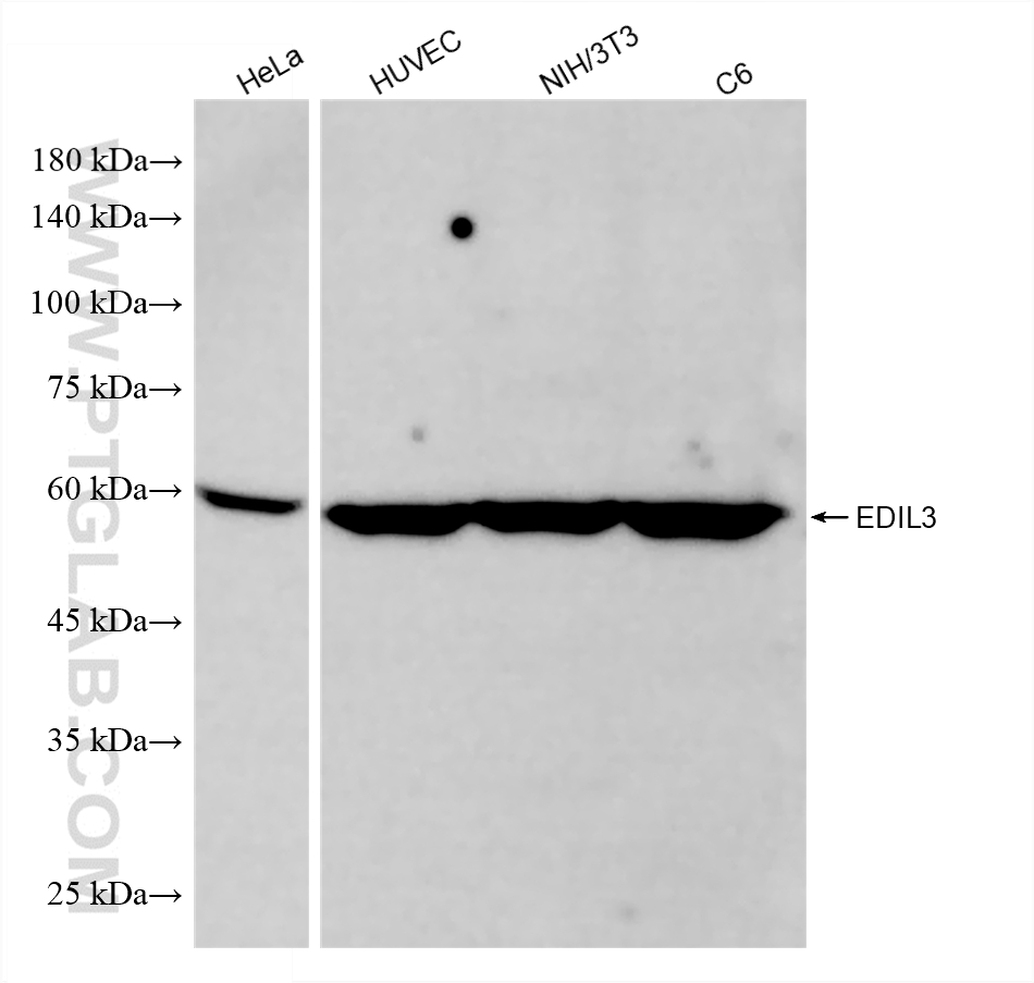 WB analysis using 86715-1-RR