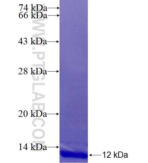 EDNRA fusion protein Ag24788 SDS-PAGE