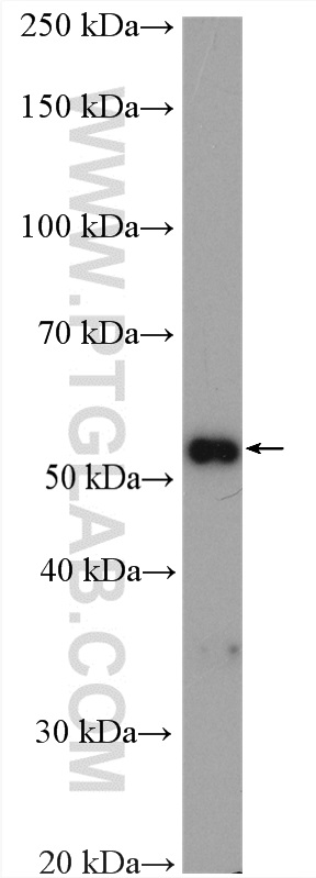 WB analysis of HEK-293 using 20964-1-AP