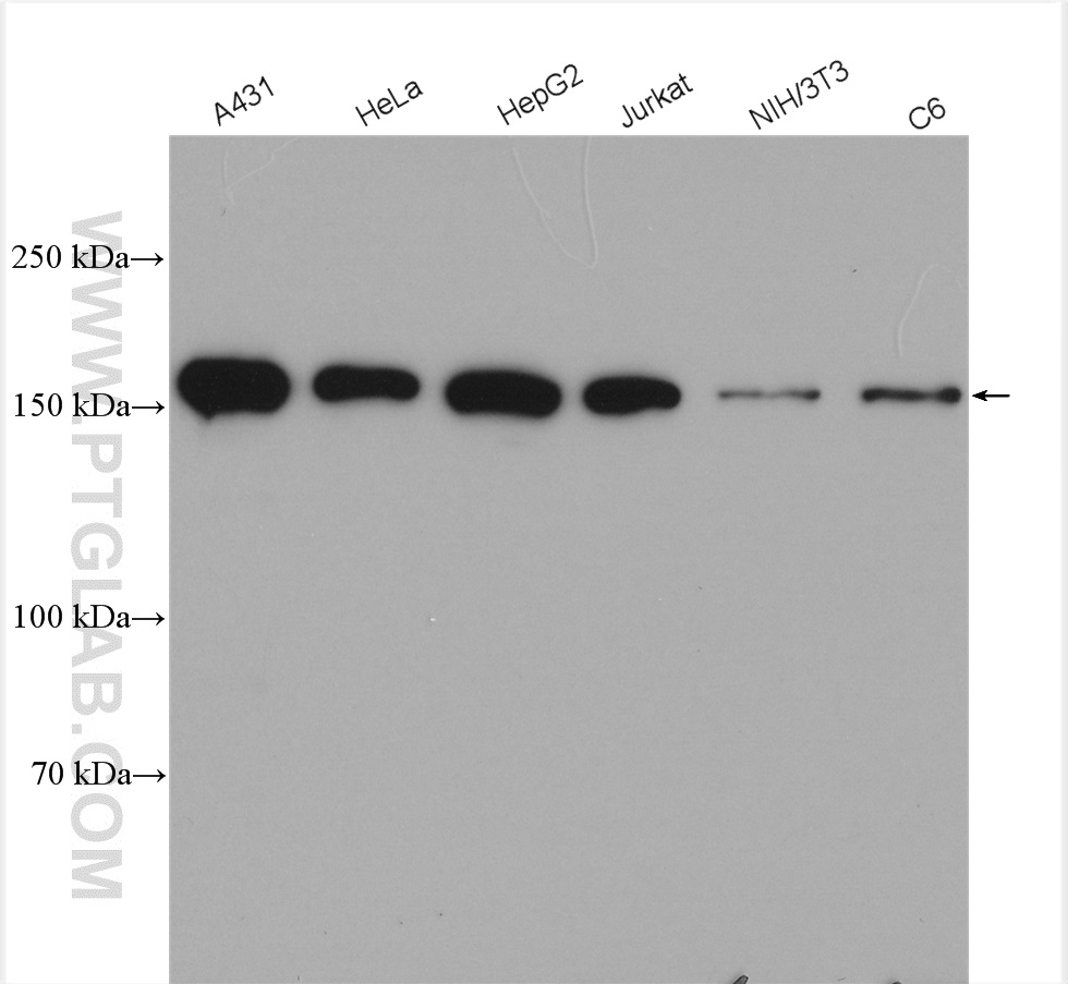 WB analysis using 28347-1-AP