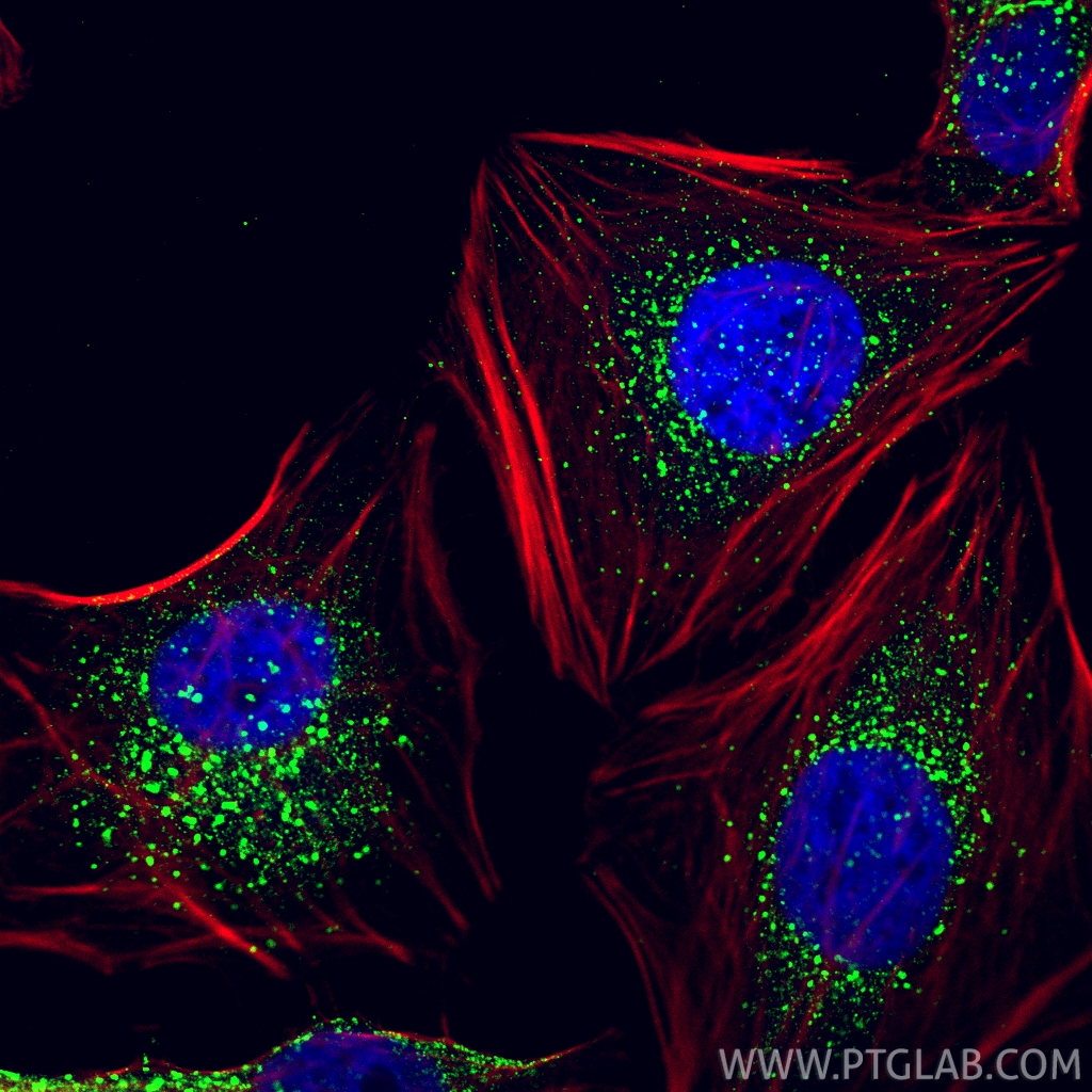 IF Staining of HeLa using 68065-1-Ig