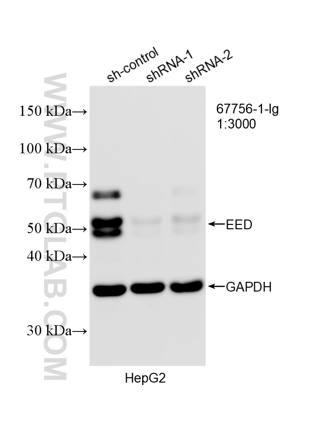 WB analysis of HepG2 using 67756-1-Ig