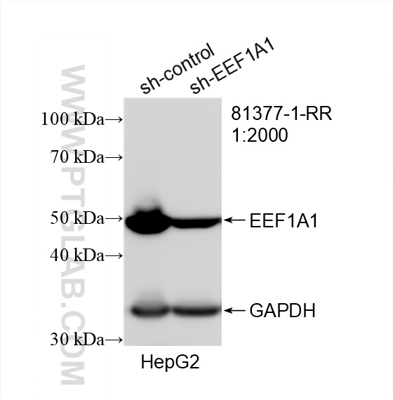 WB analysis of HepG2 using 81377-1-RR