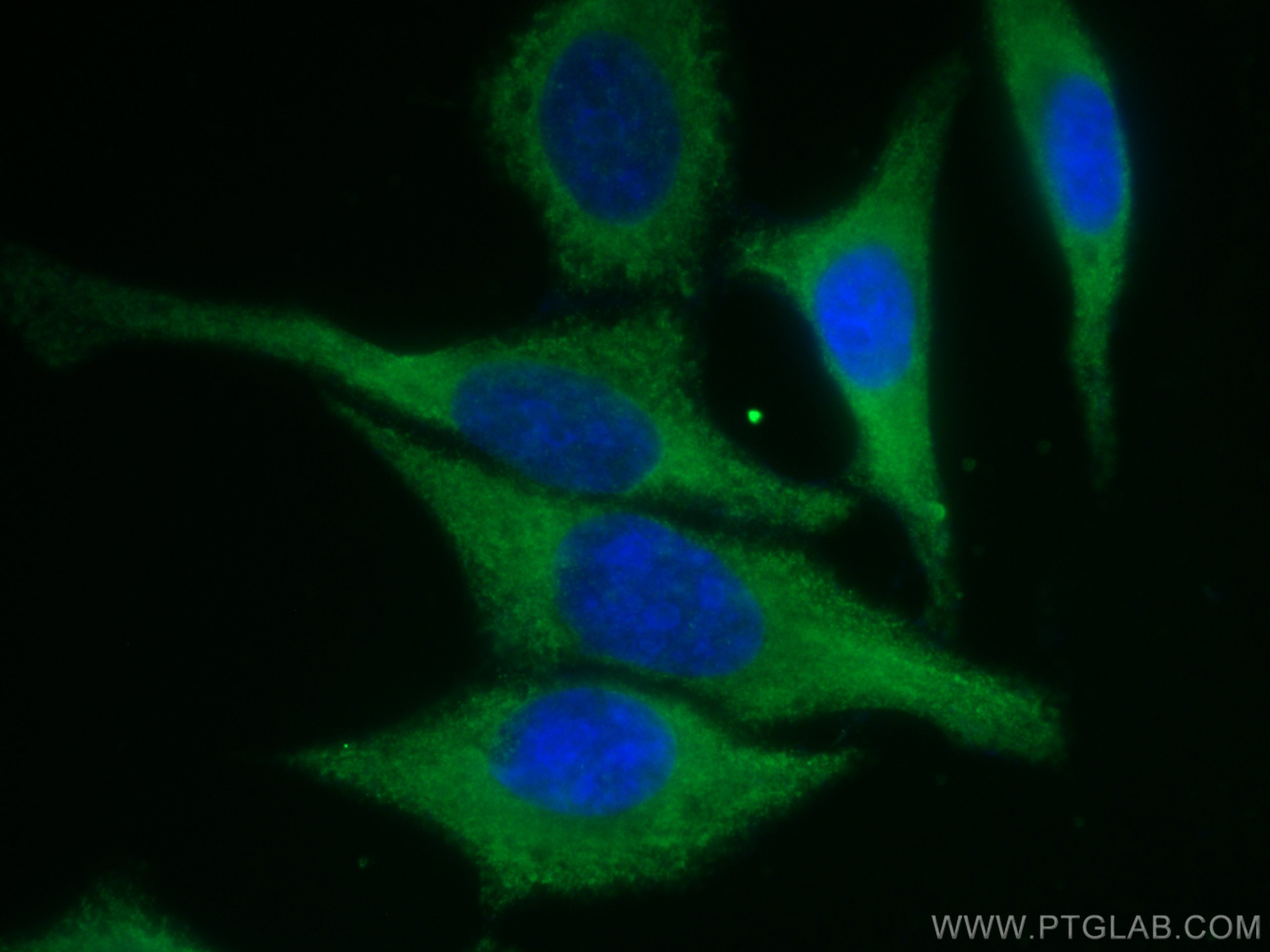 IF Staining of HepG2 using CL488-67495