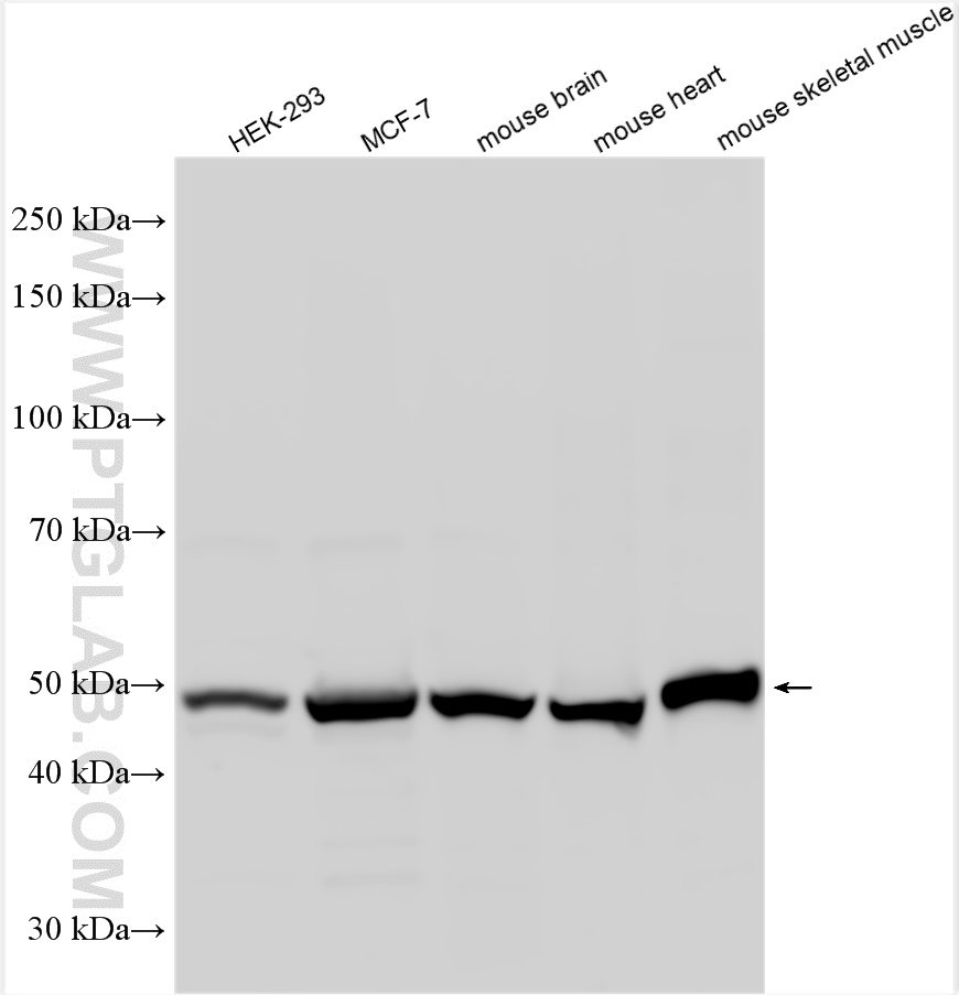 WB analysis using 16091-1-AP