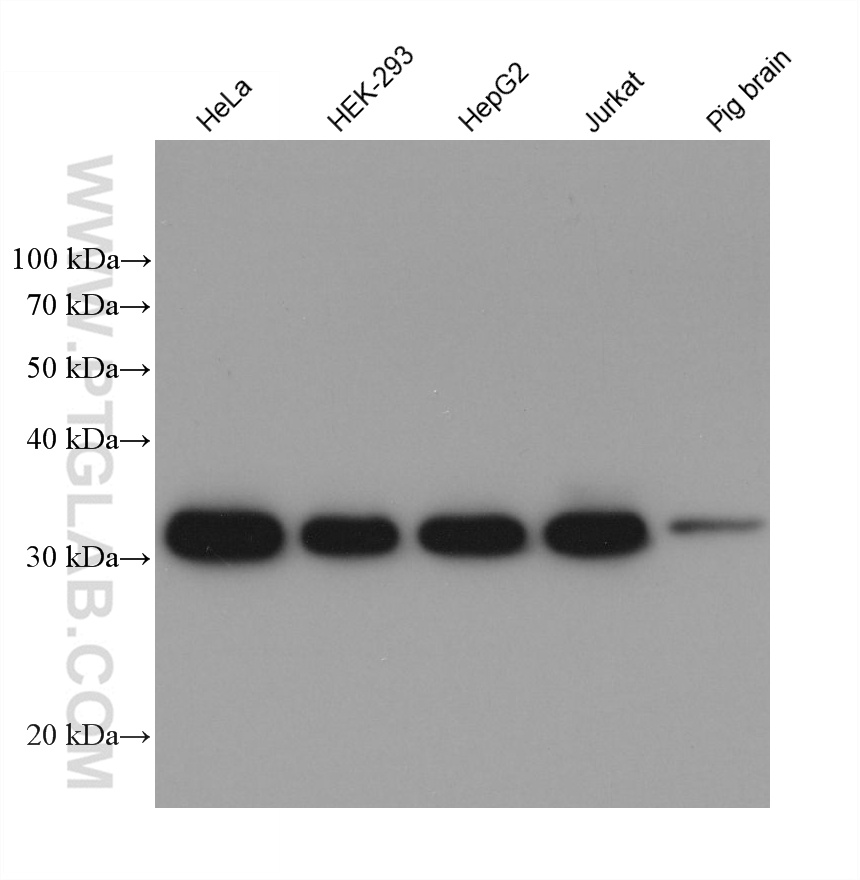WB analysis using 60329-1-Ig