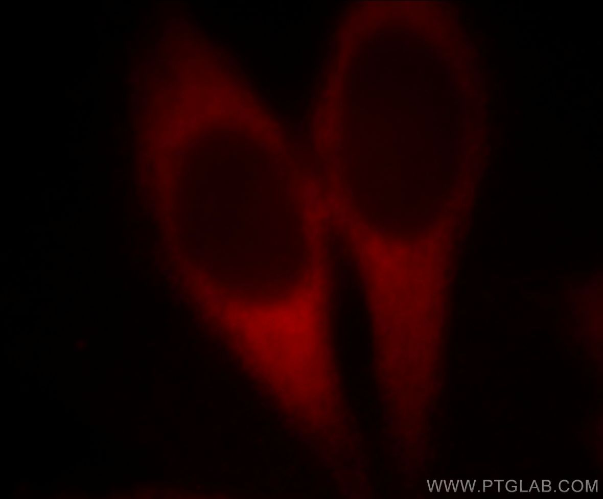 IF Staining of MCF-7 using 60085-1-Ig