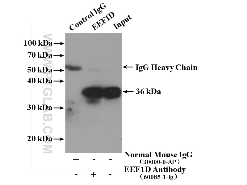 IP experiment of MCF-7 using 60085-1-Ig